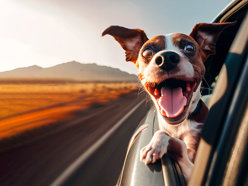 pettravel_AdobeStock_551625068